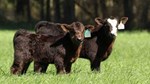 two calves in grass pasture looking at camera