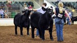 2020 futurity photo from UGA extension press release article