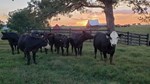 cows in foreground, fence red barn, sunset