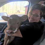 terri parker with calf in truck