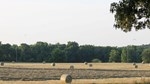 newton hay field right rows and round bales