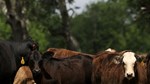 2 calves facing camera black and one bald